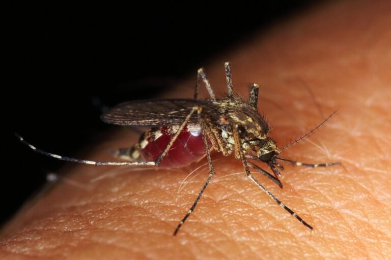 चिकनगुनिया – Chikungunya in Hindi