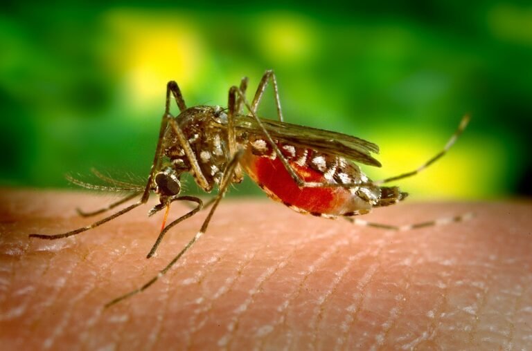 डेंगू – Dengue Fever in Hindi
