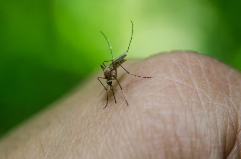 मलेरिया – Malaria in Hindi
